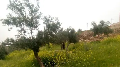 مزرعة/شاليه في حوض ابو بصيلة على طريق الماسورة في الصبيحي - السلط - 90,000 دأ - صورة NaN
